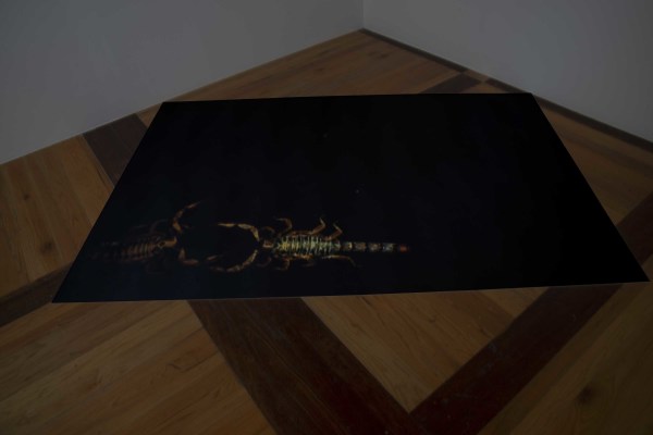 Parresía by Miguel Rodriguez Sepulveda