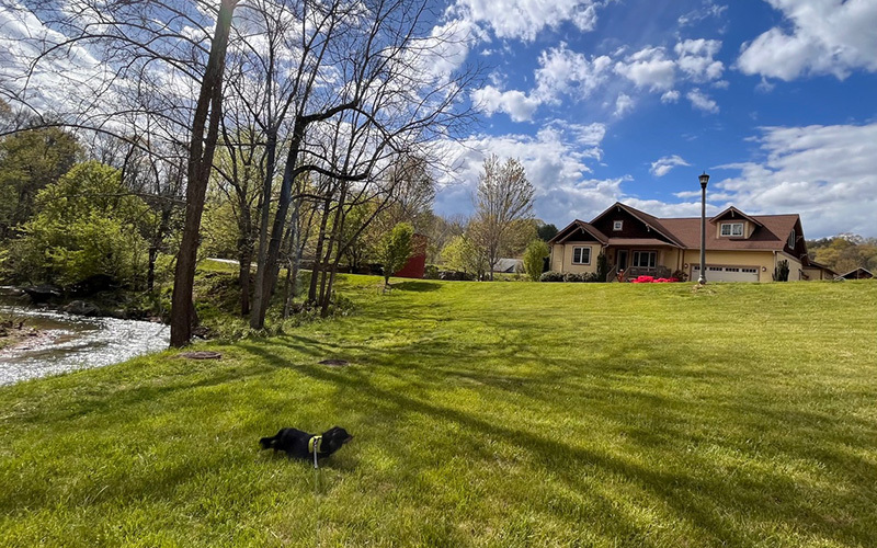 Dog in green grass by a creek